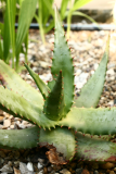 Aloe ferox RCP5-07 030.jpg